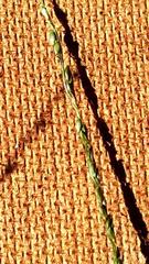 Digitaria parviflora