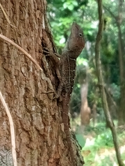 Anolis aridius