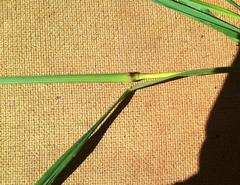 Digitaria parviflora