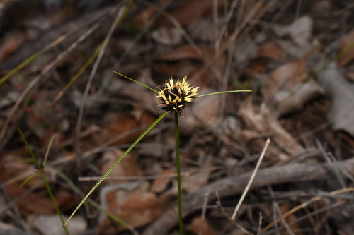 Schoenus curvifolius, 2026-08-20