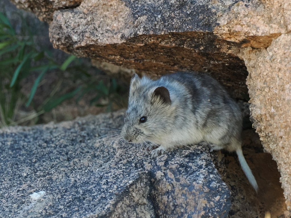 Mongolian Silver Vole