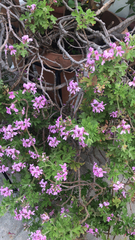 Pelargonium graveolens