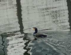 Phalacrocorax carbo