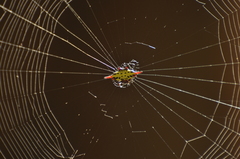 Gasteracantha sauteri