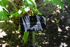 Paeonia × suffruticosa