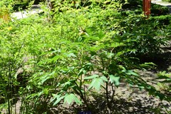 Paeonia × suffruticosa
