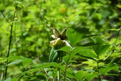 Paeonia × suffruticosa