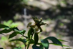 Paeonia × suffruticosa