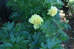 Paeonia × suffruticosa