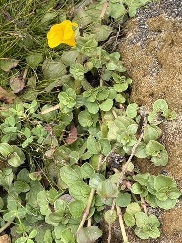 Erythranthe grandis, photograph 4