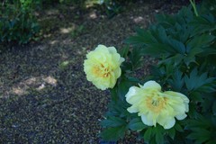 Paeonia × suffruticosa