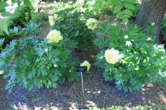 Paeonia × suffruticosa