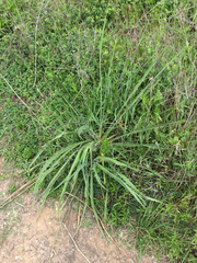 Yucca arkansana