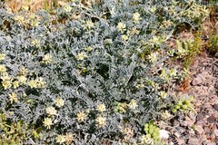 Astragalus miguelensis