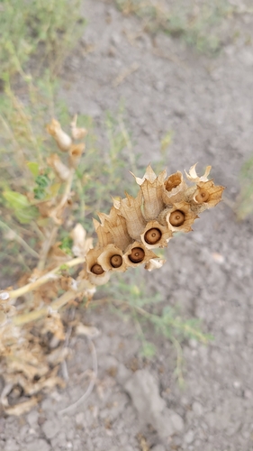 black henbane