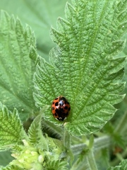 Harmonia axyridis