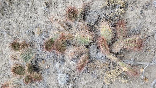 Plains Pricklypear