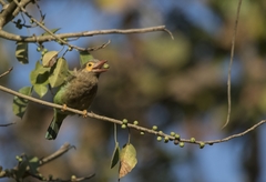 Psilopogon zeylanicus