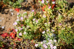 Spergularia macrotheca macrotheca