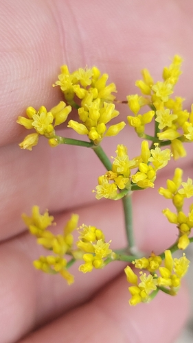 Shortstem Buckwheat