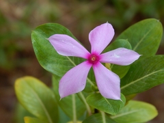 Catharanthus roseus