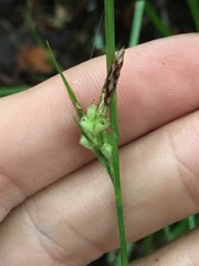 Carex globosa
