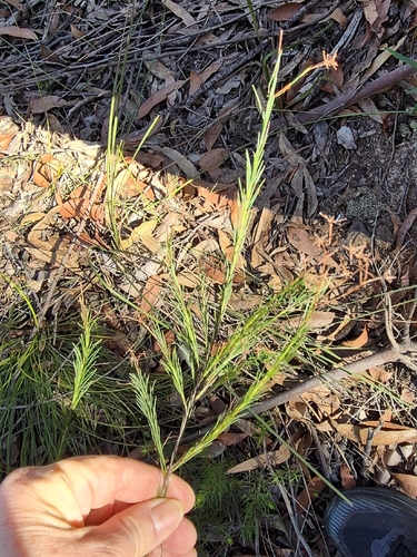 Platysace linearifolia observed 2026-08-22