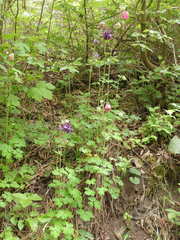 Aquilegia vulgaris