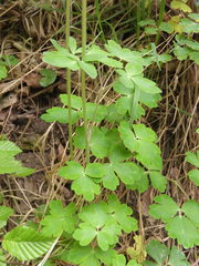 Aquilegia vulgaris