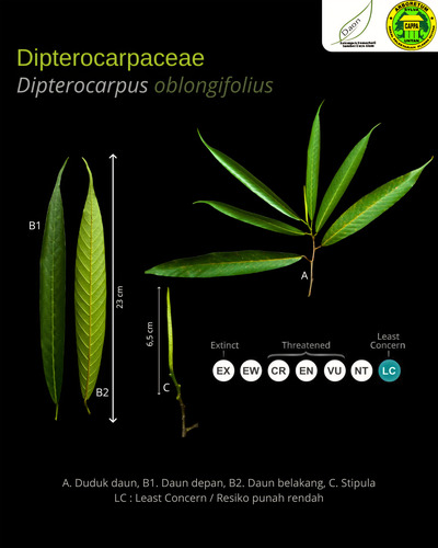 Dipterocarpus oblongifolius observed 2026-05-10