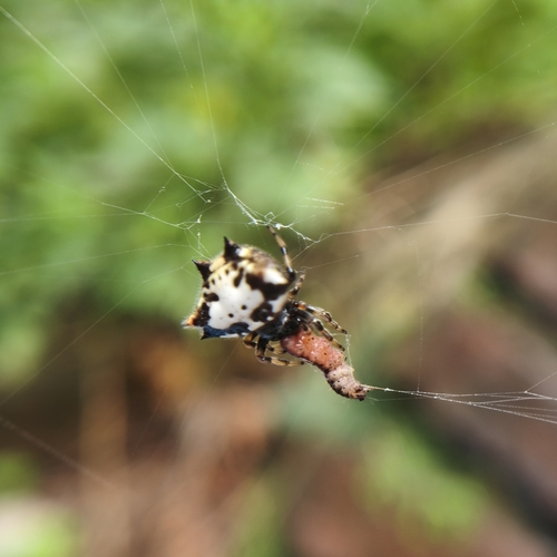 Black-and-white Spiny Spider