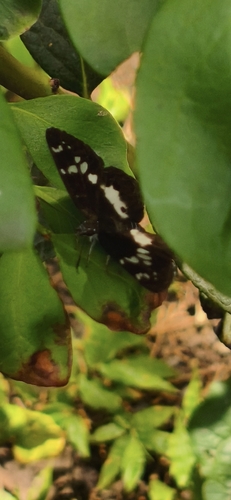 White-banded Flat
