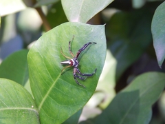Telamonia dimidiata