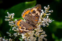 Junonia coenia coenia