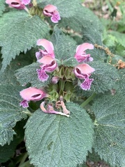 Lamium orvala