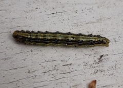 Cydalima perspectalis