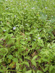 Memoremea scorpioides