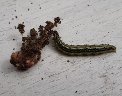 Cydalima perspectalis