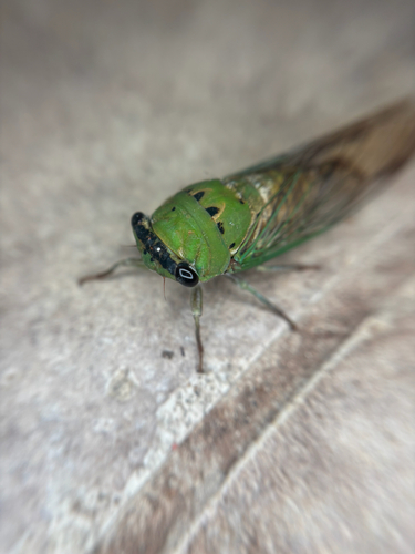 Superb Dog-day Cicada