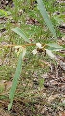 Asimina angustifolia