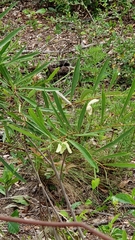 Asimina angustifolia