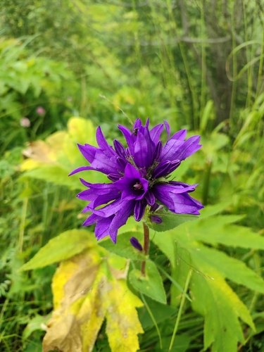 clustered bellflower