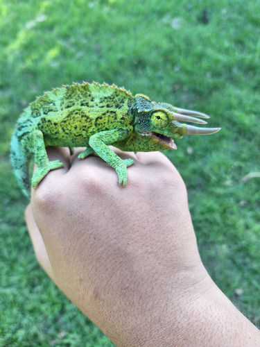 Trioceros jacksonii observed 2026-08-21