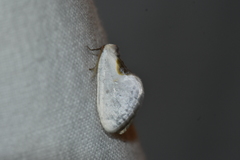 Cilix hispanica