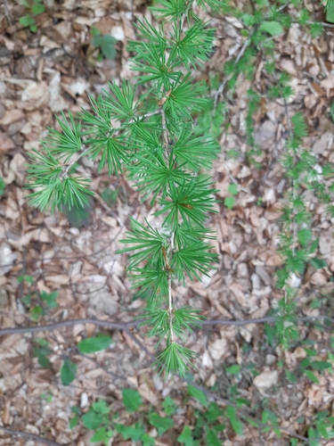 Europski ariš (Larix decidua)