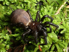 Porrhothele