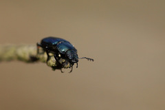 Platycerus caraboides