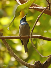 Cyanomitra bannermani