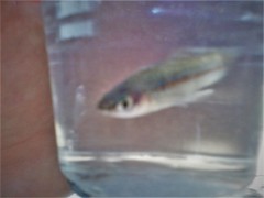 Xiphophorus hellerii