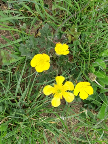 Iskerník hľuznatý (Ranunculus bulbosus)